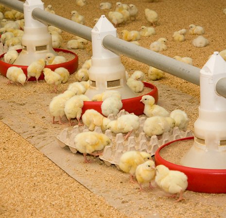 Vacuum packed chicken